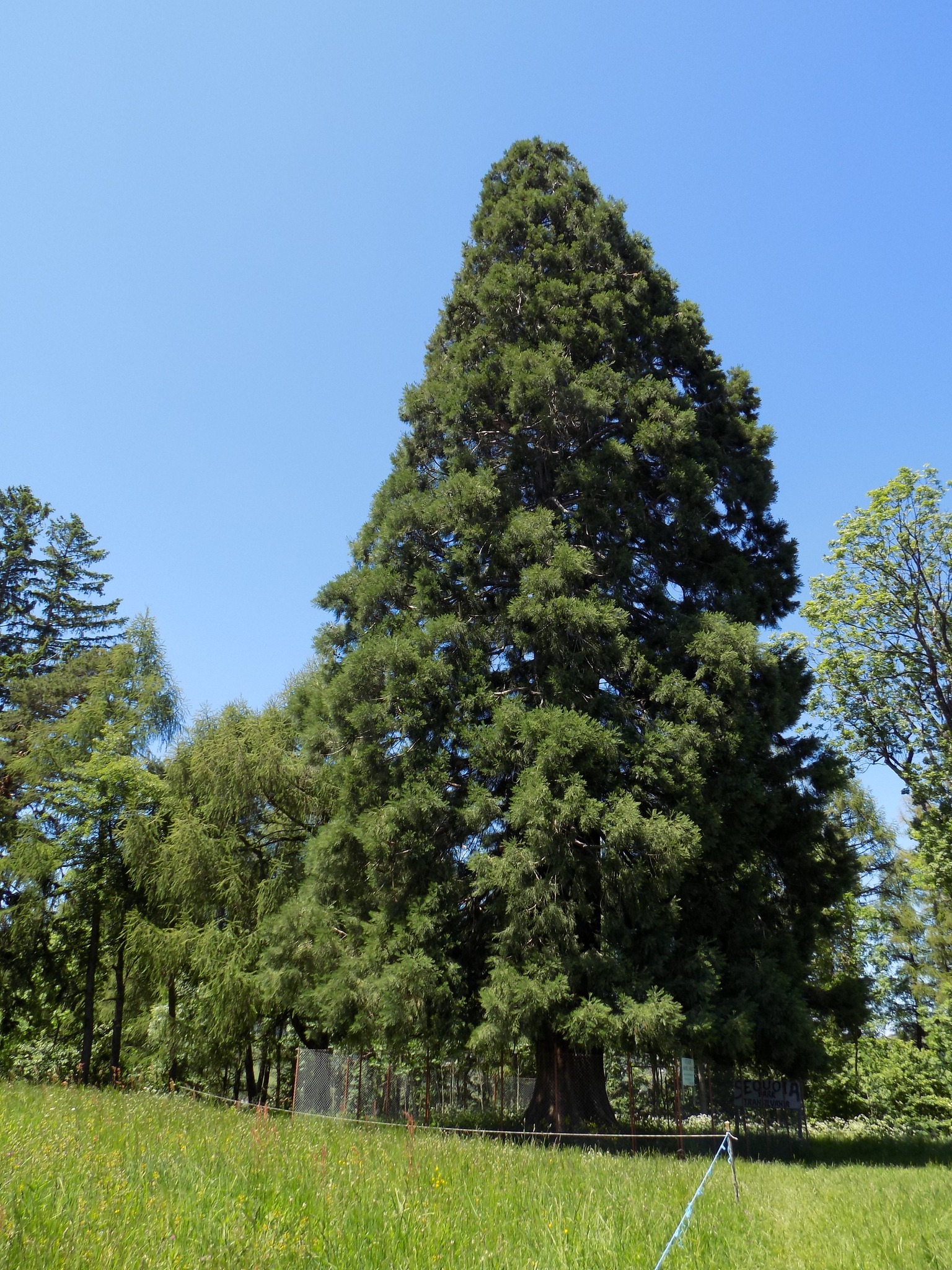 GALERIE FOTO. Se Modernizează Drumul Care Duce La „Arborele Sequoia ...