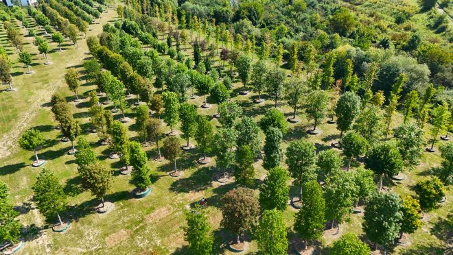 VIDEO. Cum arată viitoarea „pădure urbană” a Clujului, RIVUS Garden. Cinci arbori au peste 60 de ani, alții sunt înalți de 15 metri