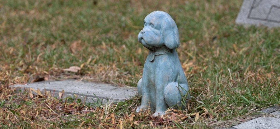 Primul cimitir exclusiv dedicat animalelor de companie din Cluj-Napoca, în dezbatere publică